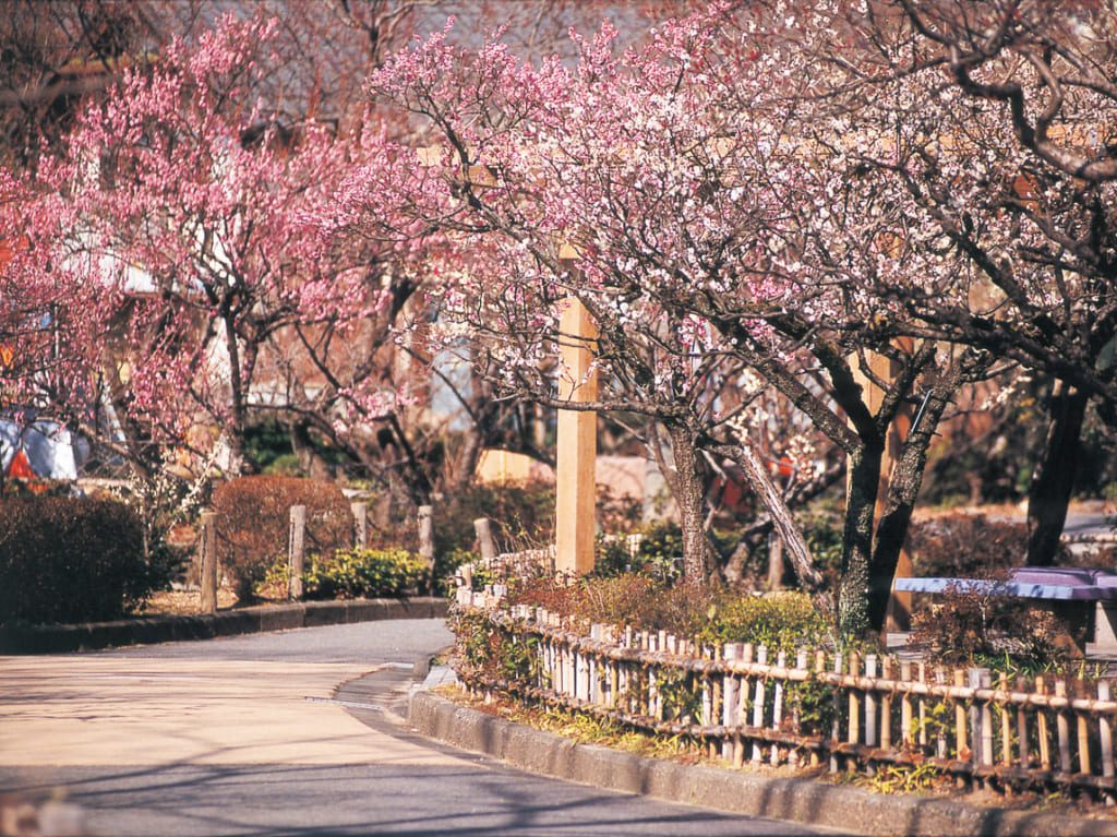 【岐阜市】春を感じに『第６８回ぎふ梅まつり』に行って楽しもう！