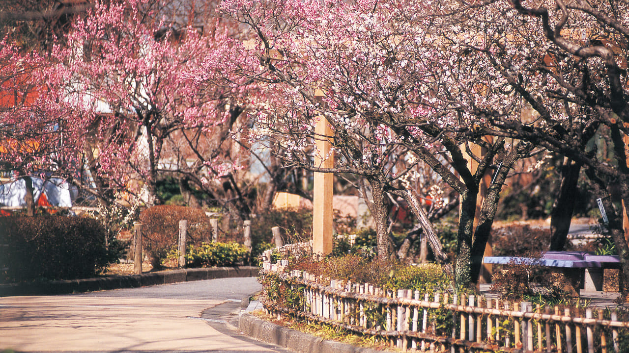 【岐阜市】春を感じに『第６８回ぎふ梅まつり』に行って楽しもう！