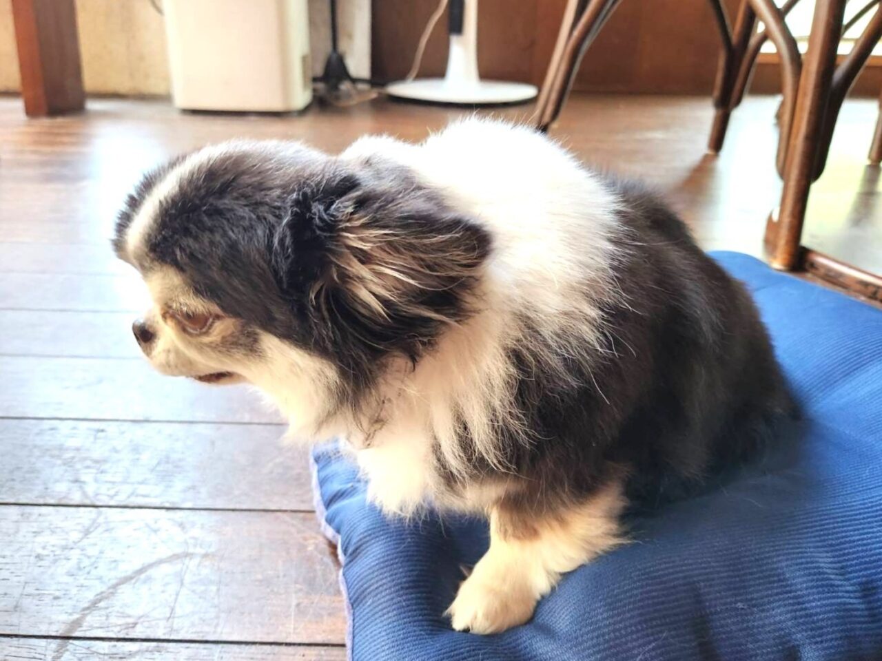 ラペ