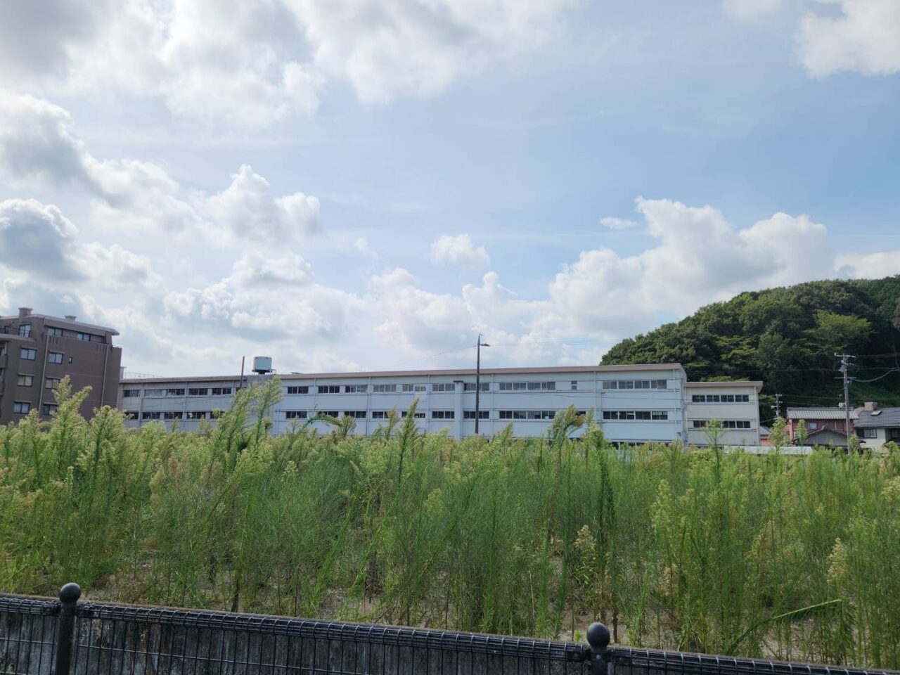 コスモス